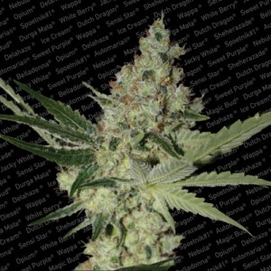 Семена Paradise seeds Acid feminized