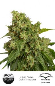 Семена Dutch Passion Auto Xtreme autofem