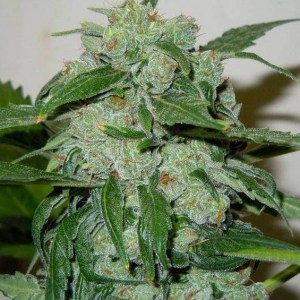 Семена Doctor Choice Chronic Ryder autofem