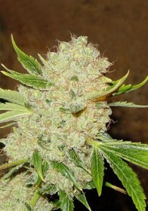 Семена Dutch Bulk Auto White Russian autofem 20 шт.