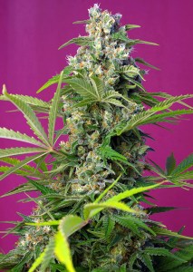 Семена Sweet seeds Gorilla Girl feminized