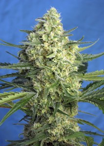 Семена Sweet seeds Jack 47 XL Auto autofeminized