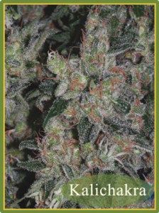 Семена Mandala seeds Kalichakra regular