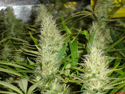 Семена Medical seeds Malakoff feminized