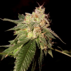 Семена Reserva privada OG Kush feminized