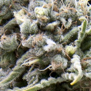 Семена Pyramid seeds Auto White Widow autofeminized