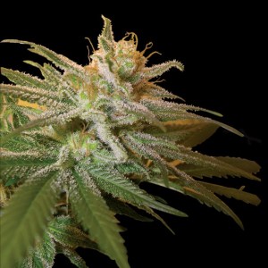 dna_genetics_kushberry