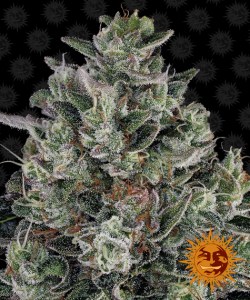 Семена Barneys farm Glookies feminized