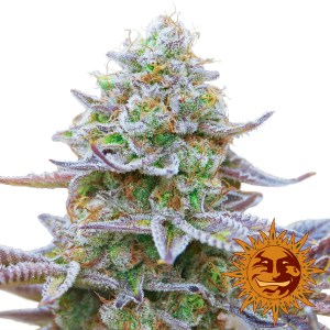 Семена Barneys farm Gorilla Zkittlez feminized