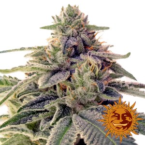 Семена Barneys farm Shishkaberry feminized