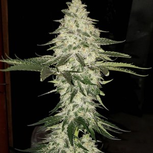 planet_grapes_auto