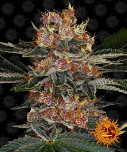 Семена Barneys farm Purple Punch feminized