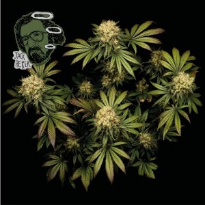 seedsman_jack_herer