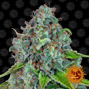 Семена Barneys farm Strawberry Lemonade feminized